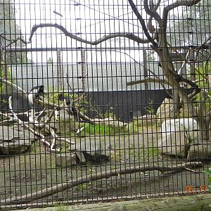 Colobus Exhibit