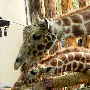 Male and female giraffe