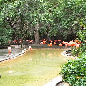 Flamingo exhibit