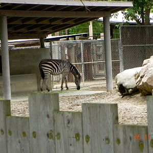 Zebra exhibit
