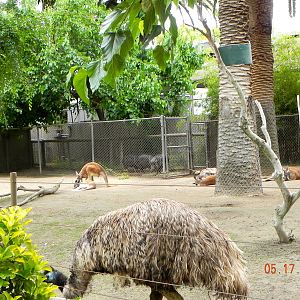 Emu, kangarro and peccary exhibit