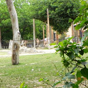 Other end of giraffe exhibit