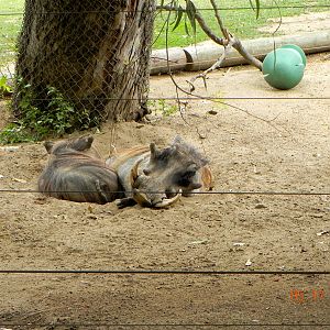 Warthog exhibit