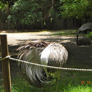 Galapagos tortoise and rhea