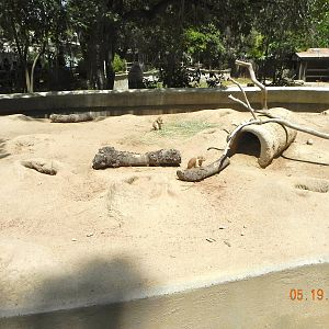 Prairie dog exhibit