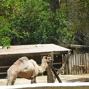 Camel exhibit