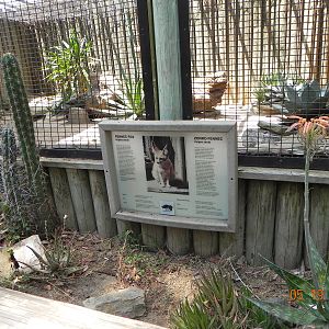 Fennec fox exhibit