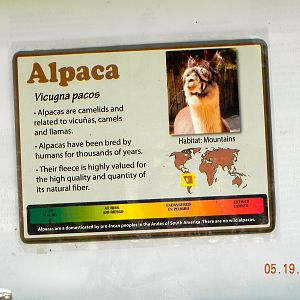Alpaca sign