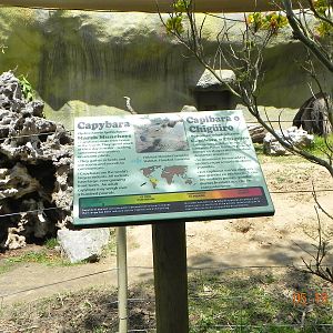 Cabybara sign