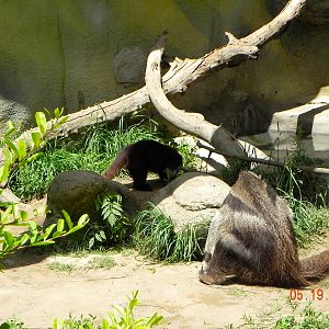 Coati and anteater