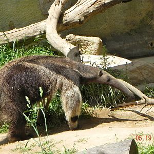 27 year old anteater