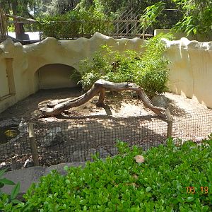 Tortoise exhibit