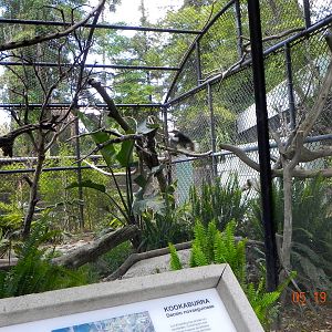 Kookaburra exhibit