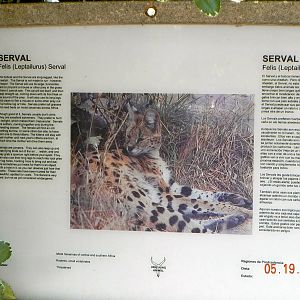 Serval sign