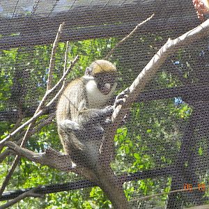 Guenon