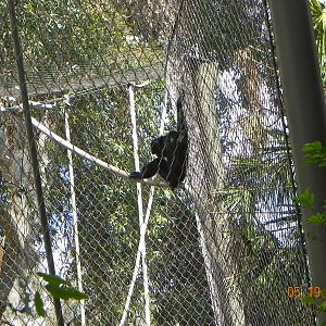 Siamang in orangutan exhibit
