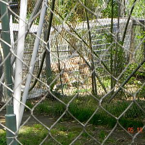 Tiger holding pen right behind orangutan exhibit