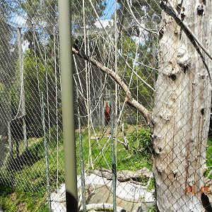 Orangutan exhibit