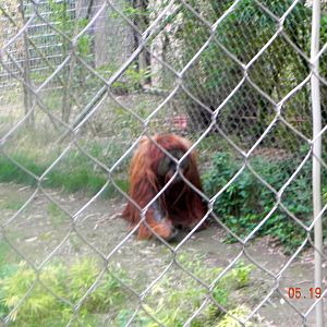 Male orangutan