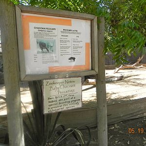 Peccary sign
