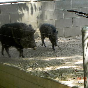 Peccary mom and baby