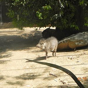 Baby peccary