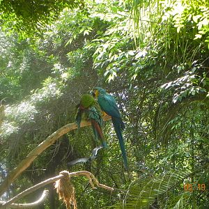 Rain Forrest exhibit