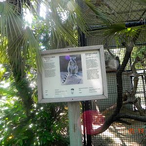 Ringtailed Lemur sign