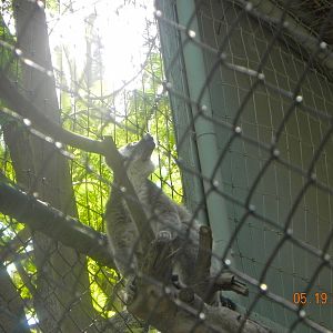 Ringtailed lemur vocalizing