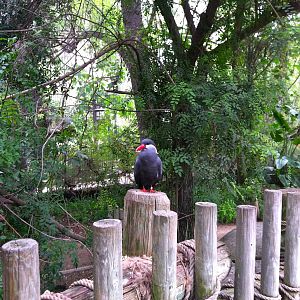 Rain Forrest exhibit