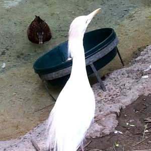 Rain Forrest exhibit