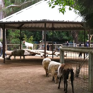 Petting zoo