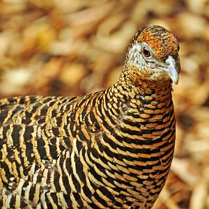 LADY AMESMYTHS PHEASANT