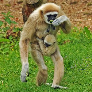 LARS GIBBON AND BABY