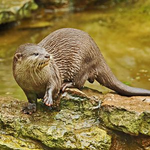 SHORT CLAWED OTTER