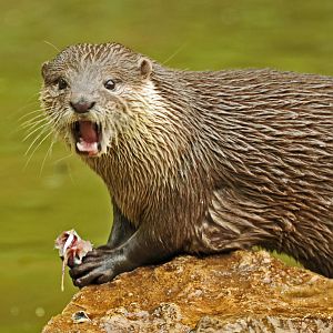 SHORT CLAWED OTTER