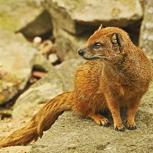 YELLOW MONGOOSE