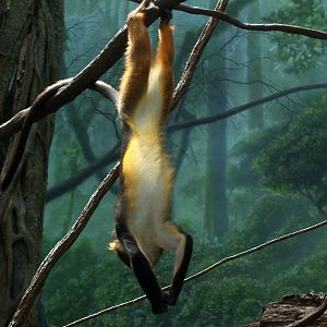 Wolf's Guenon - 2008