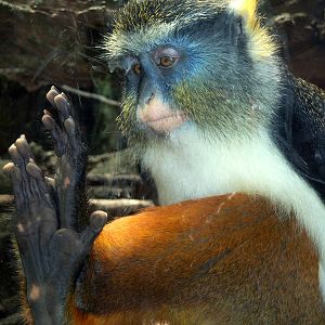 Wolf's Guenon - 2008