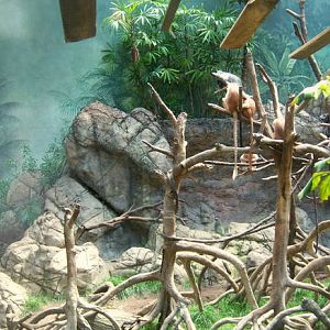 Javan Langur Exhibit - 2008