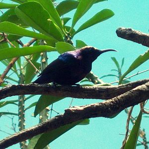 Splendid Sunbird - 2008