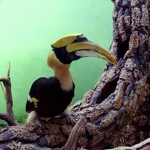 Great Hornbill - 2008