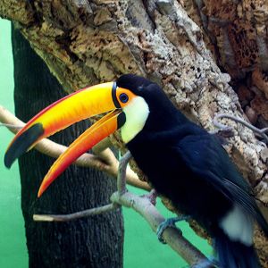 Toco Toucan - 2008