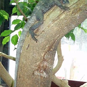 Frilled Lizard (Chlamydosaurus kingii)