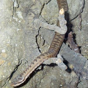 Asp Viper (Vipera aspis)