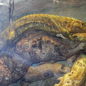 Caiman Lizard (Dracaena guianensis)