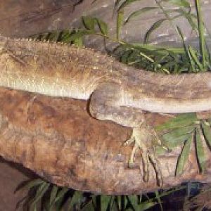 Sailfin Lizard (Hydrosaurus pustulatus)