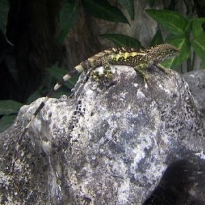 Bamboo Tiger (Japalura swinhonis)