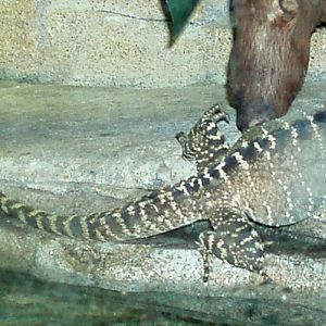 Australian Water Dragon (Physignathus lesueurii)