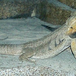 Bearded Dragon (Pogona vitticeps)